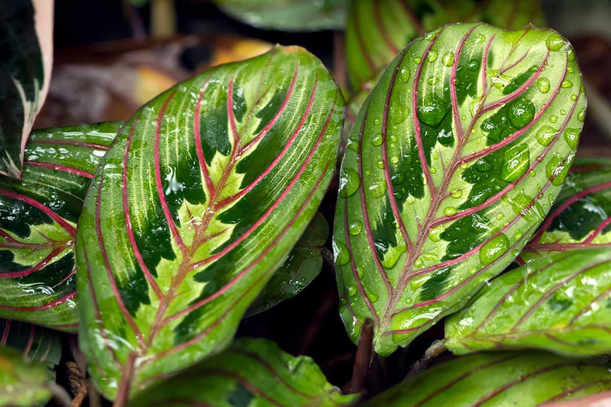 A close up horizontal image of water droplets on the foliage of a red-veined prayer plant.