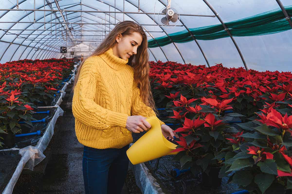 A horizontal image of a gardener in a greenhouse watering poinsettia plants with a yellow watering can.