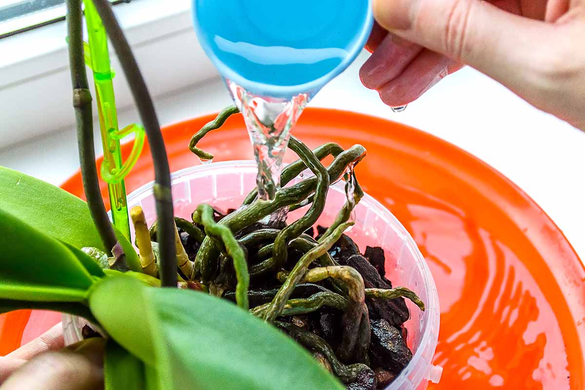 A close up horizontal image of a hand from the top of the frame watering an orchid plant over a sink.