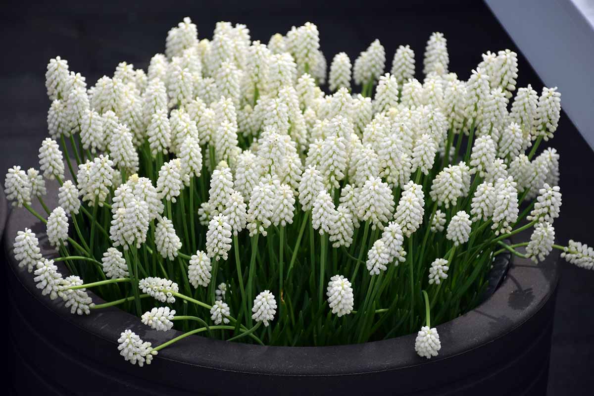 A close up horizontal image of white grape hyacinth flowers growing in a container indoors.