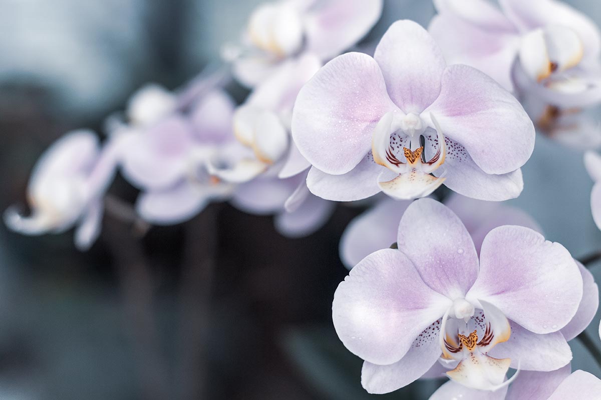 A close up horizontal image of light lilac orchid flowers pictured on a soft focus background.