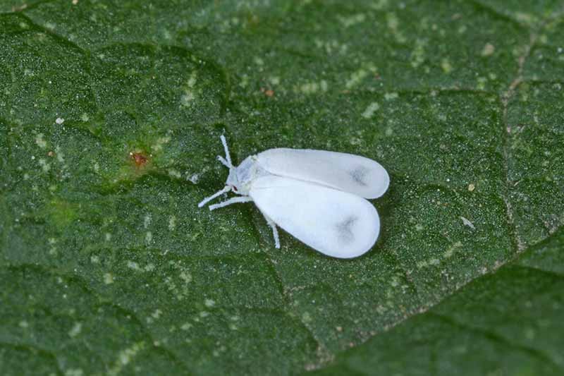 A close up horizontal image of a whitefly on the surface of a leaf.