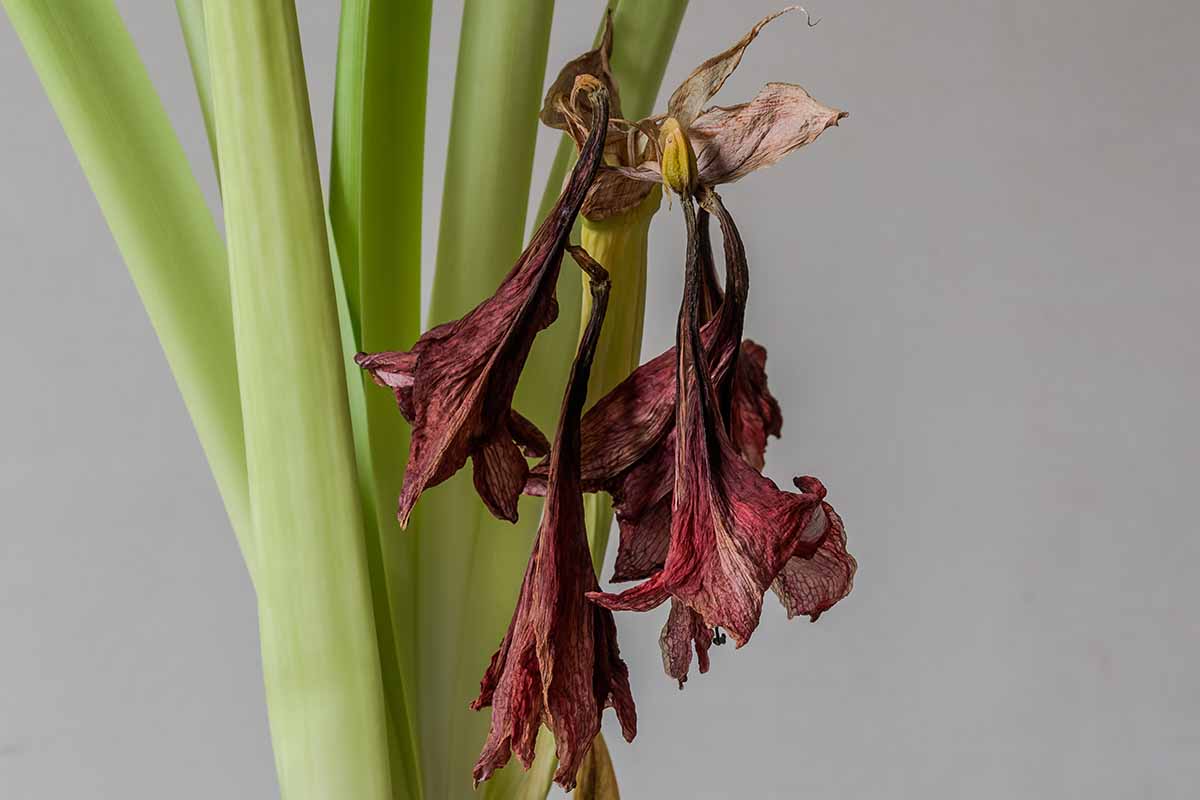 A close up horizontal image of an amaryllis flower that is withered and drooping.