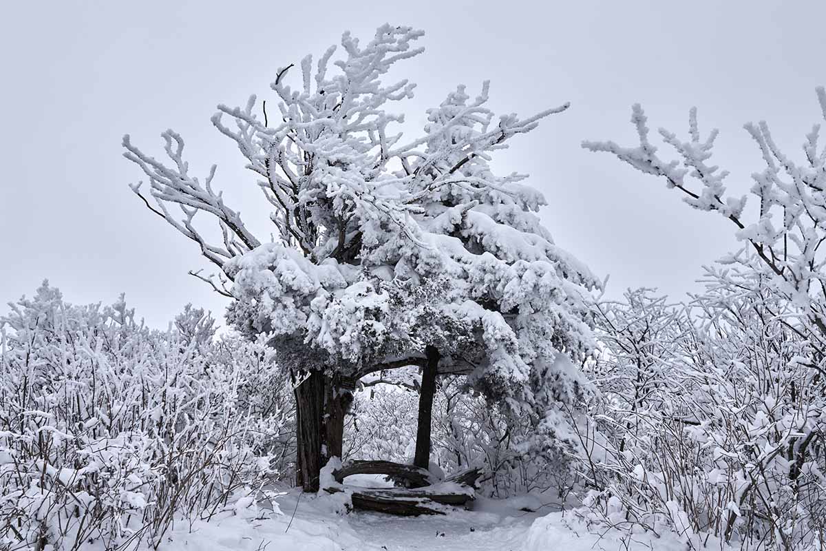 A horizontal image of a yew tree covered in a large covering of snow in a winter landscape.