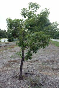 Chickapoo Tree How to Grow and Care for a Chinkapin Oak Tree | Gardener’s Path