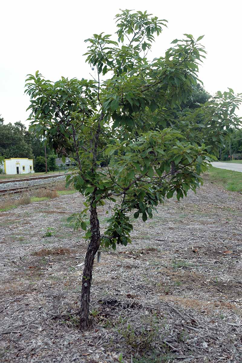 A vertical image of a young chinkapin oak tree growing by the side of a railway track.