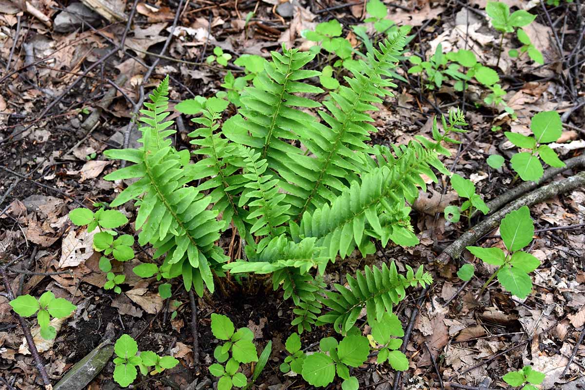 A horizontal image of a small Christmas fern (Polystichum acrostichoides) with foliage emerging, surrounded by fallen autumn leaves and a few weeds.