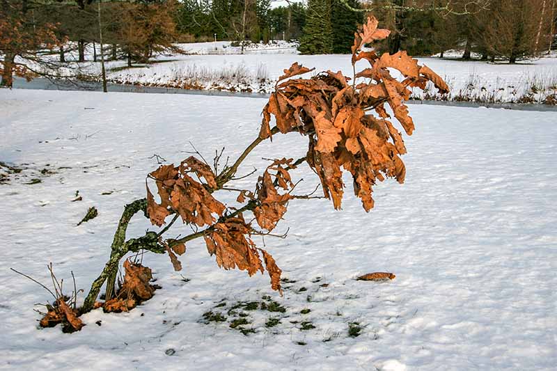 A horizontal image of a young tree damaged by cold weather in a snowy landscape.