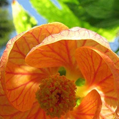A close up square image of an orange striped Abultion 'Souvenir de Bonn' flower pictured in light sunshine on a soft focus background.