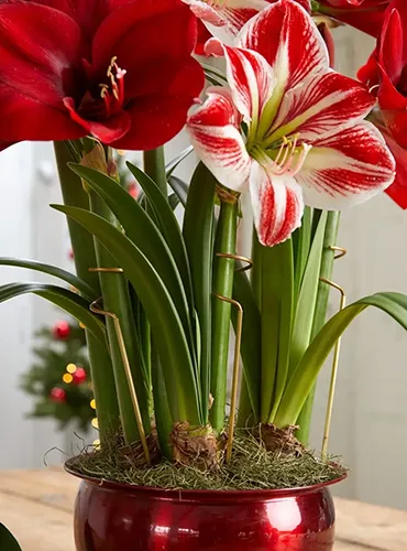 A close up of amaryllis flowers growing in a small pot supported by metal stakes.
