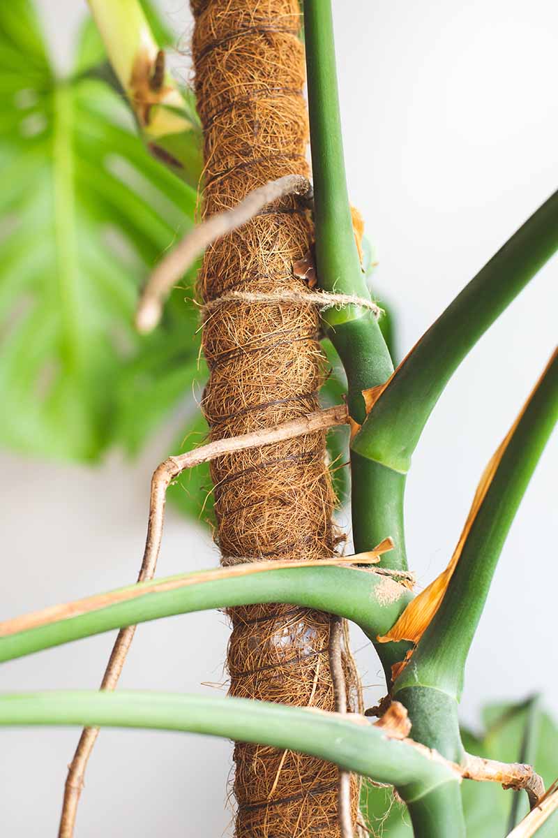 A close up vertical image of the trunk and aerial roots of a monstera (Swiss cheese) growing up a moss pole.