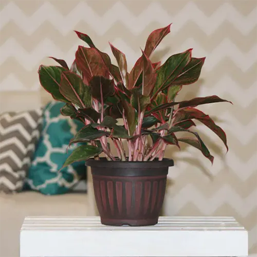 A square image of a Chinese evergreen plant growing in a decorative pot indoors.