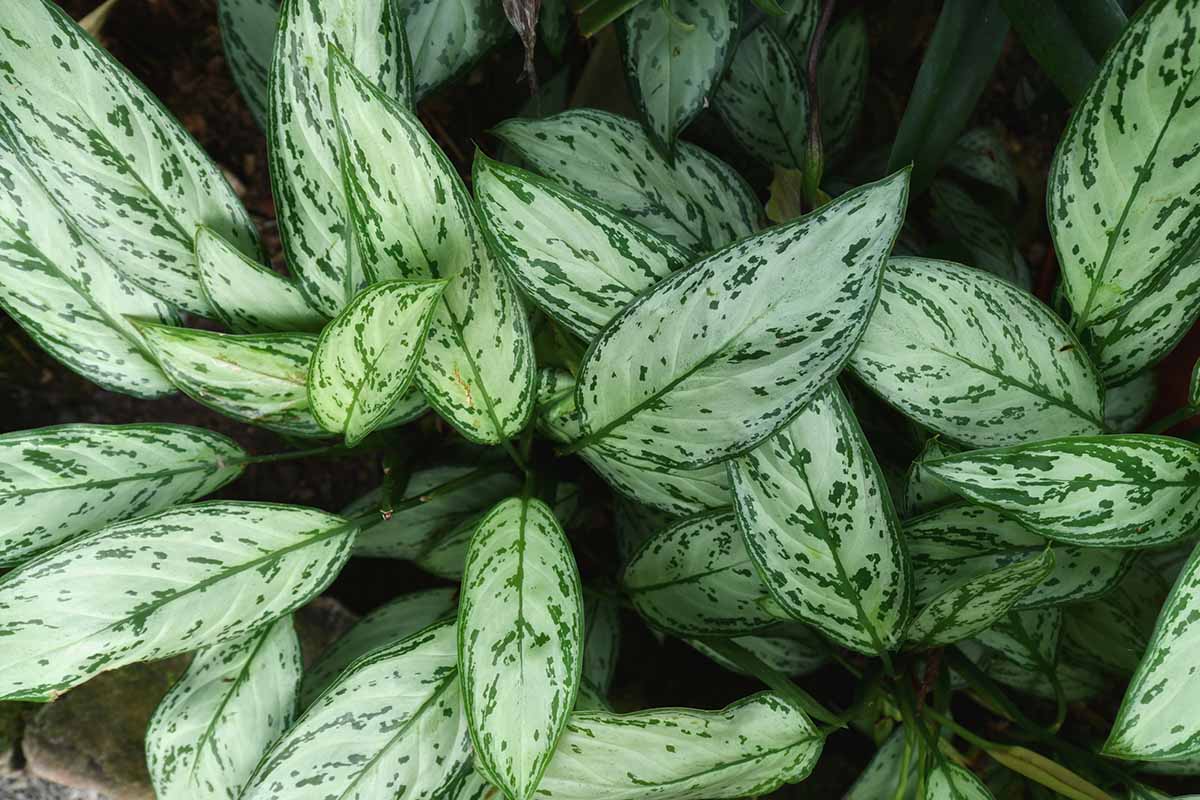 A close up horizontal image of the dark and light green variegated foliage of Aglenoma 'Silver Bay,' aka Chinese evergreen.
