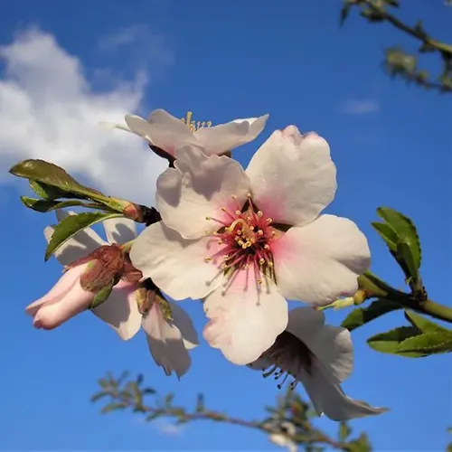 A close up square image of the pink and white flowers of 'All-In-One' almond tree pictured on a blue sky background.