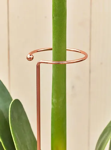 A close up of a length of metal with a rounded end helping to support a flower stalk.