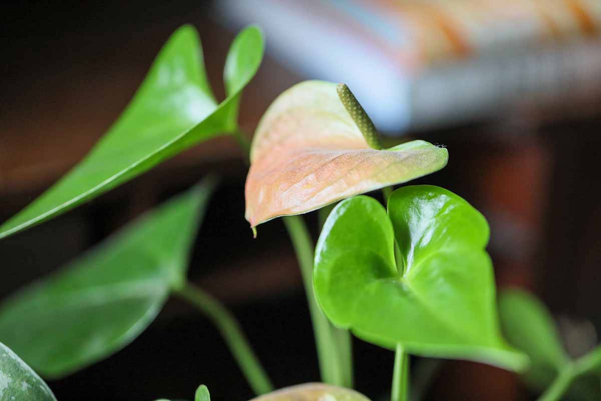 A close up horizontal image of an anthurium plant pictured on a soft focus background.