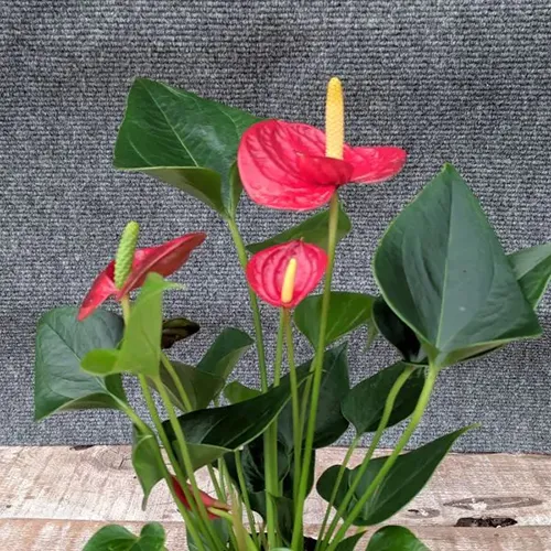 A square image of an anthurium houseplant with bright red "flowers" set on a wooden surface.
