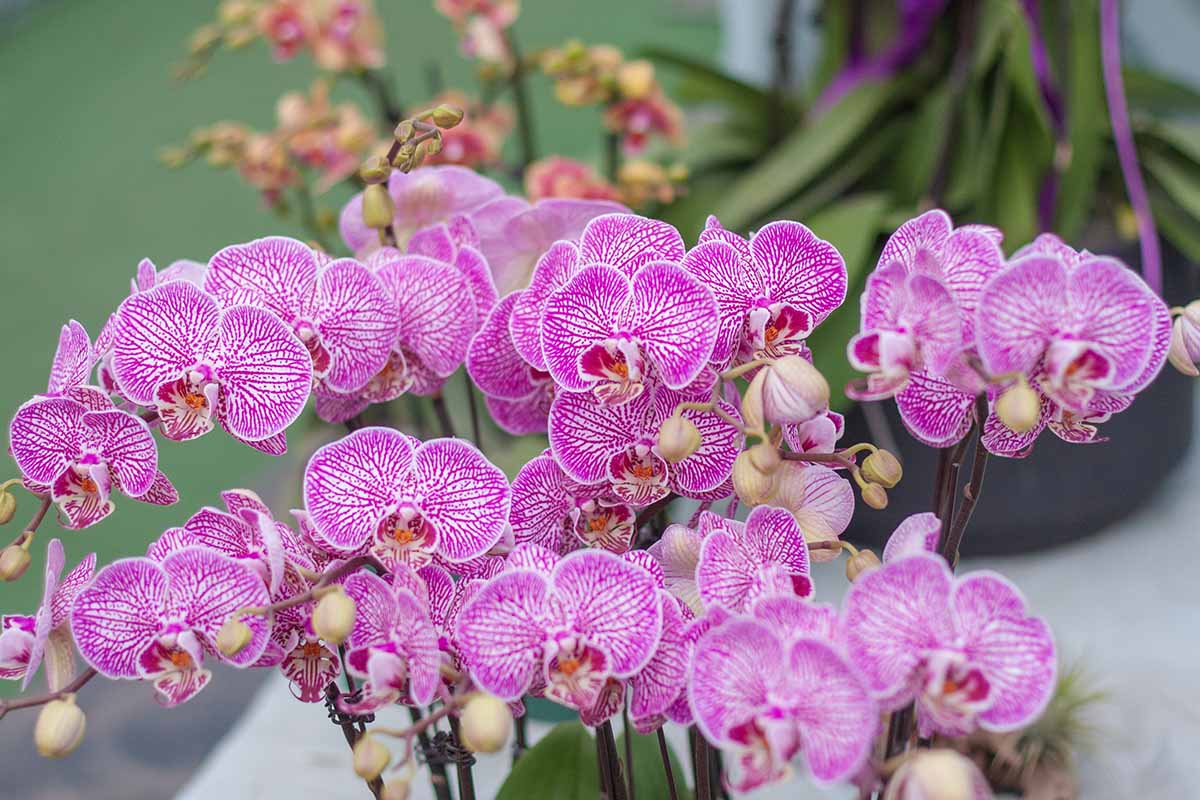 A close up horizontal image of the pink and white striped flowers of Phalaenopsis aphrodite aka the aphrodite orchid.
