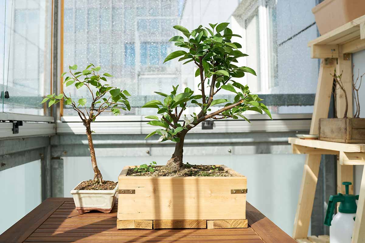 A horizontal image of an apple and birch bonsai trees set on a wooden table in a bright apartment balcony.