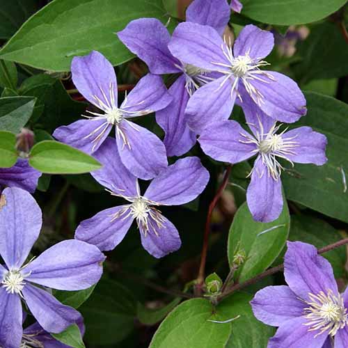 A close up square image of the pretty purple blooms of Clematis 'Arabella' growing in the garden with foliage in soft focus in the background.