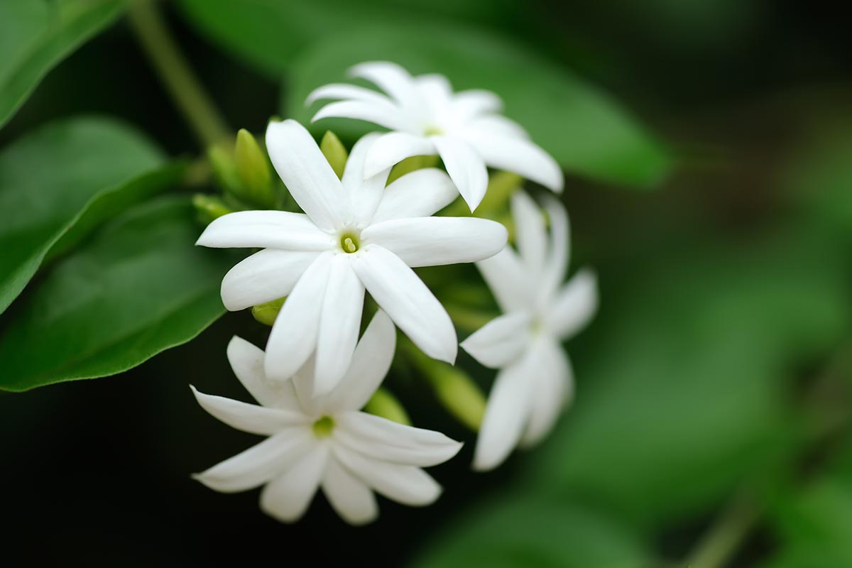 A close up horizontal image of Arabian jasmine flowers pictured on a dark soft focus background.