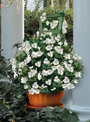 A close up of a large Arabian jasmine plant growing in a terra cotta pot outdoors on the patio.