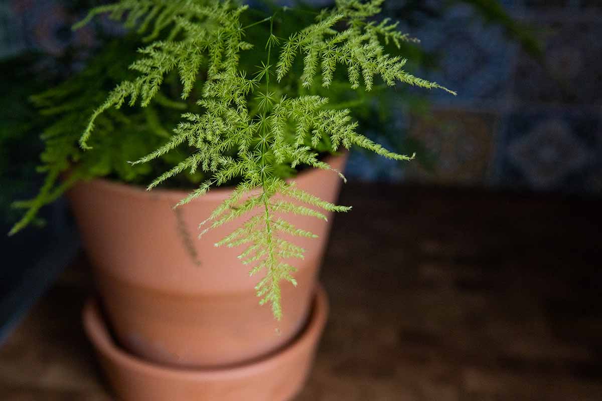 A close up horizontal image of an asparagus fern growing in a terra cotta pot in a dark spot indoors.