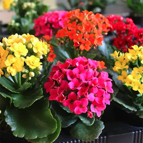 A close up of pink, yellow, and orange kalanchoe flowers growing in small pots at a garden nursery.