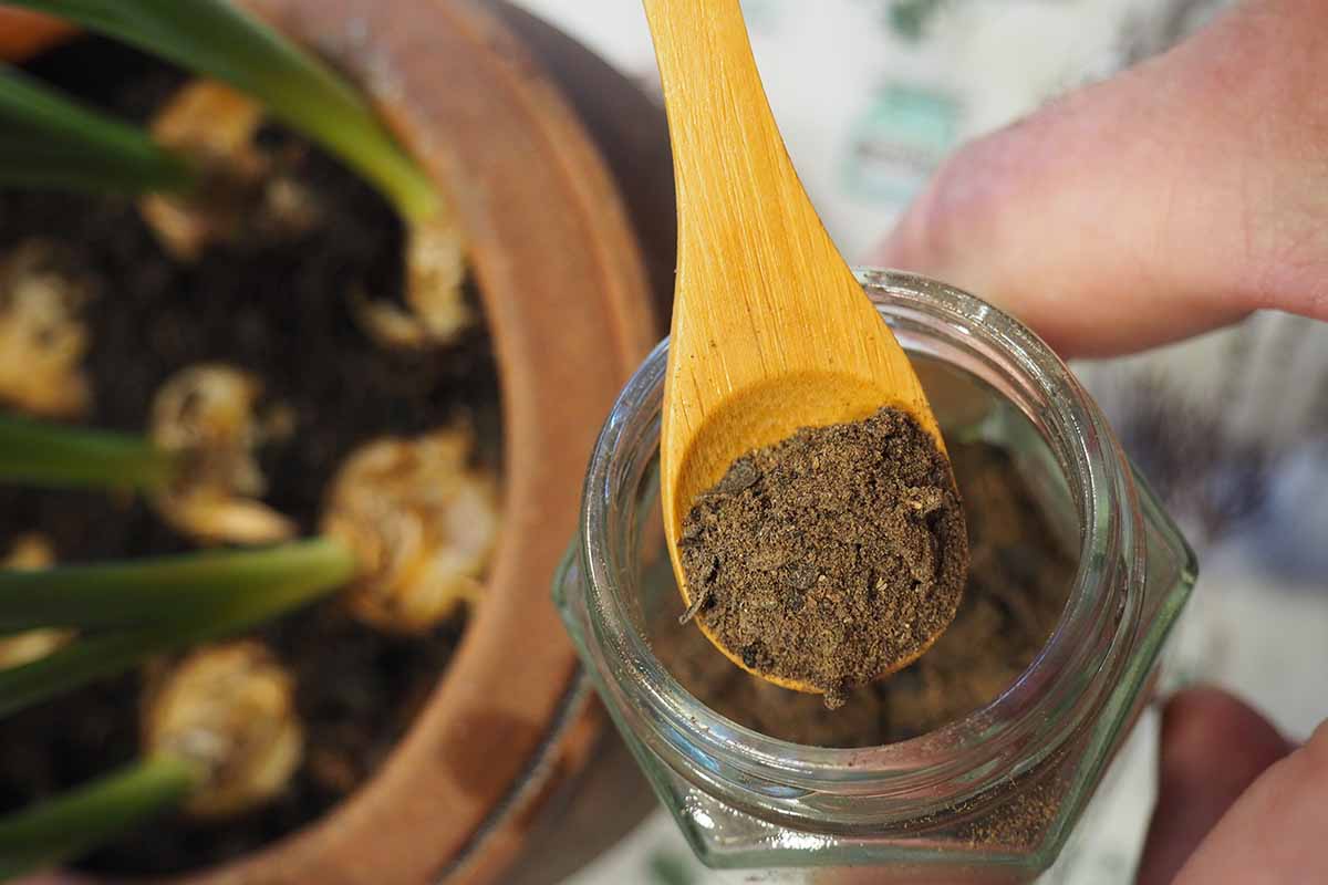 A close up horizontal image of a spoon scooping out dried banana skin compost out of a jar.