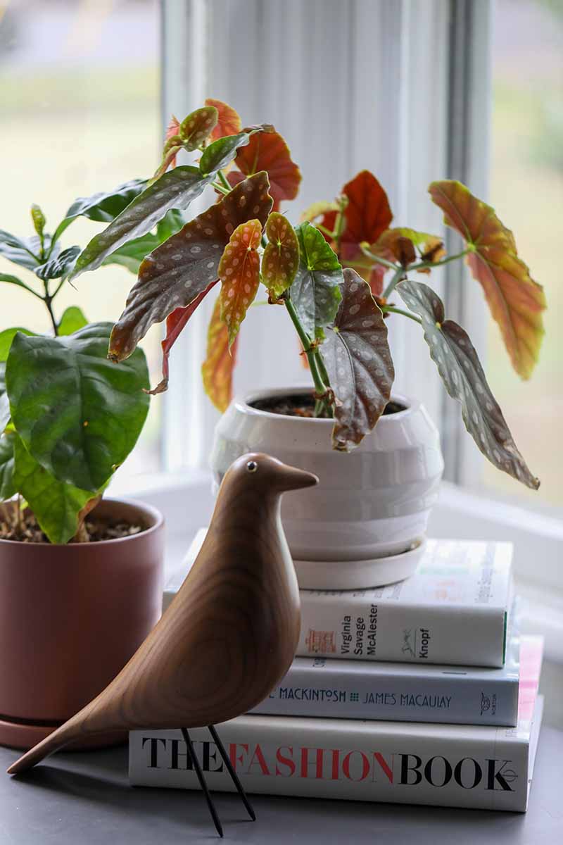 A vertical image of a begonia growing in a white pot set on a pile of books near a window with a wooden bird figurine in the foreground.