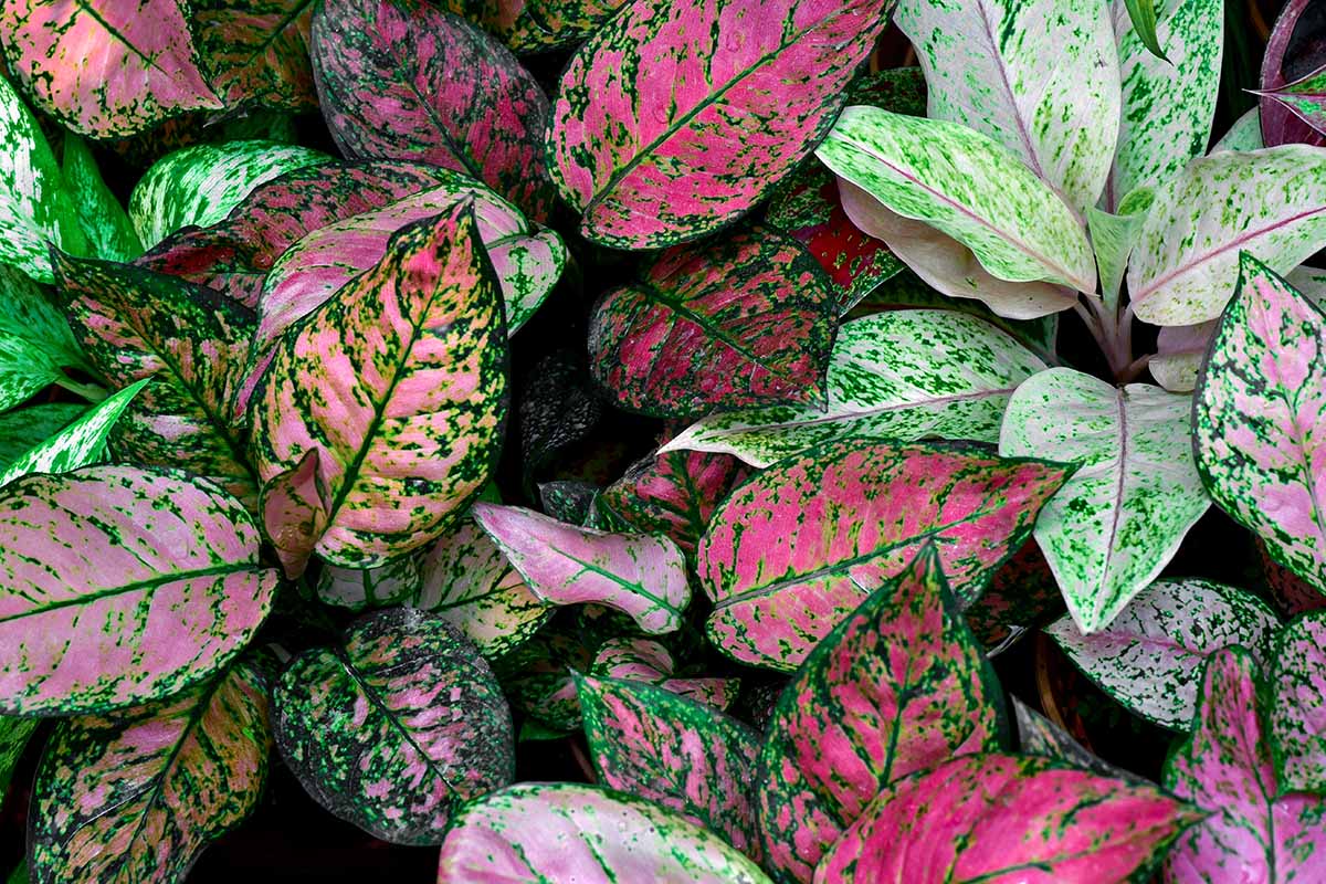 A close up horizontal image of brightly colored Chinese evergreen houseplants growing in pots.