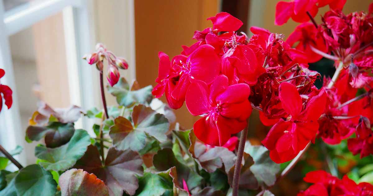 17 Vines and Climbing Plants With Red Flowers