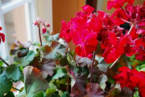 A close up horizontal image of bright red pelargonium flowers growing indoors on a windowsill.