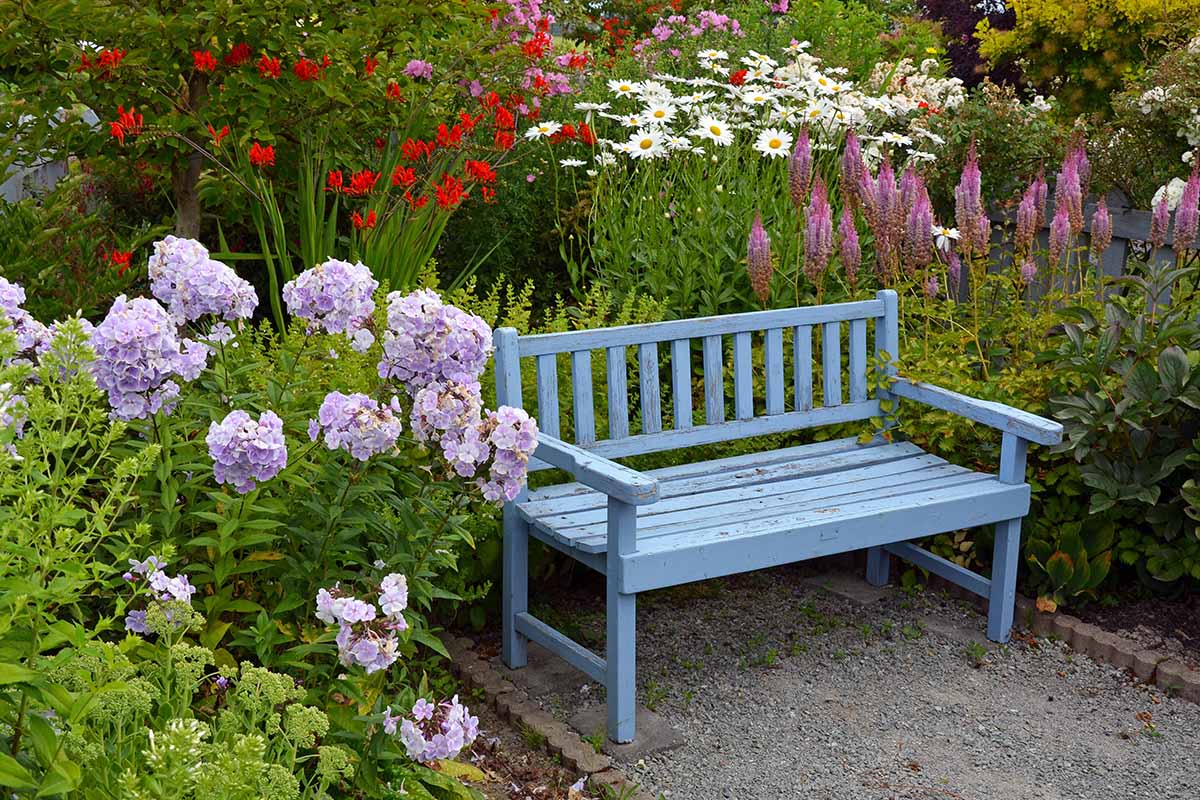 A horizontal image of a weathered blue garden bench in the garden surrounded by flowers.