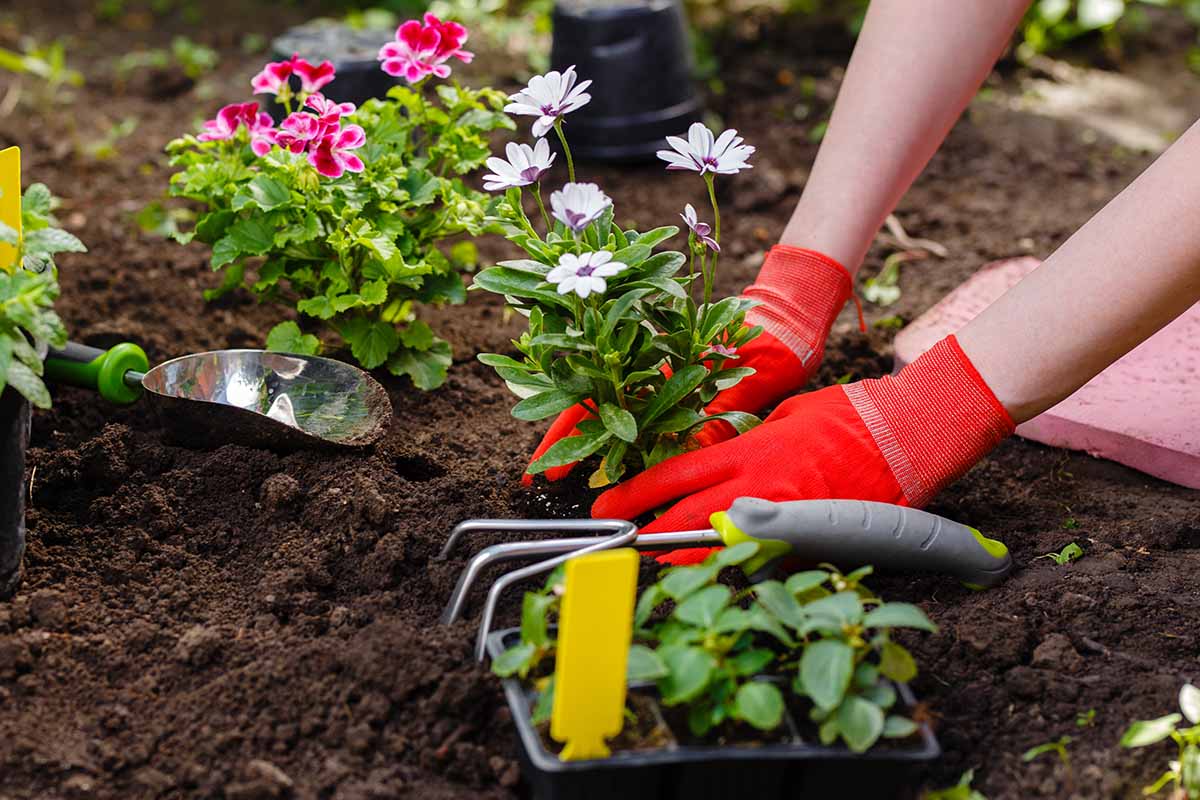 A close up horizontal image of a gardener wearing red gloves planting flowers in dark rich soil with a hand cultivator tool in the foreground.