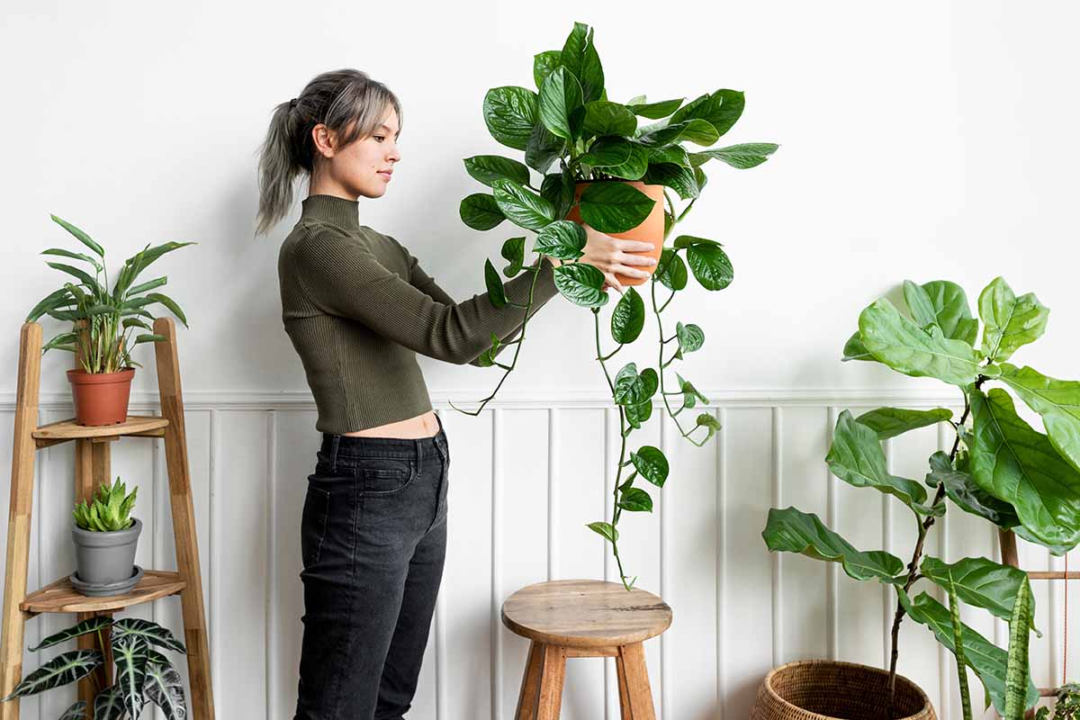 A horizontal image of a gardener holding up a trailing philodendron with other houseplants around her.