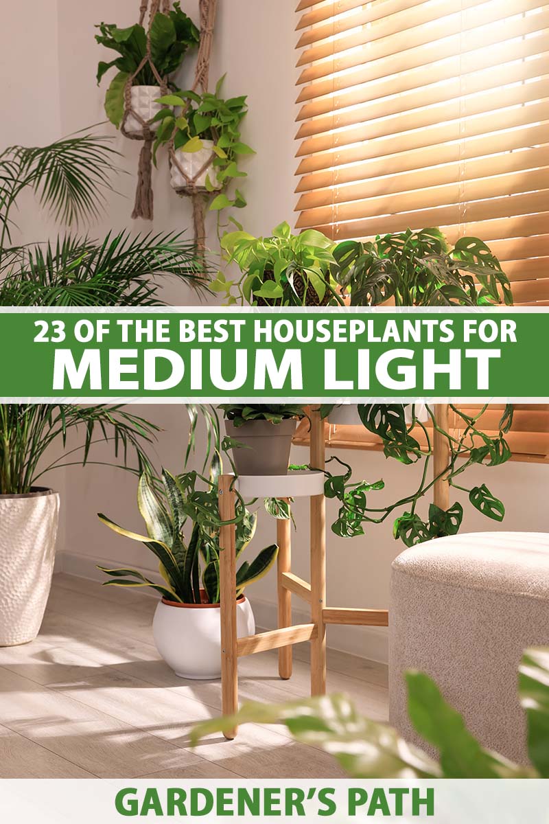 A vertical image of a room in a house with a variety of different houseplants with a blind over the window to reduce the amount of light. To the center and bottom of the frame is green and white printed text.