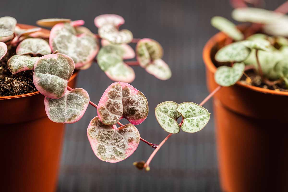 A close up horizontal image of Ceropegia woodii aka string of hearts growing in small pots indoors.