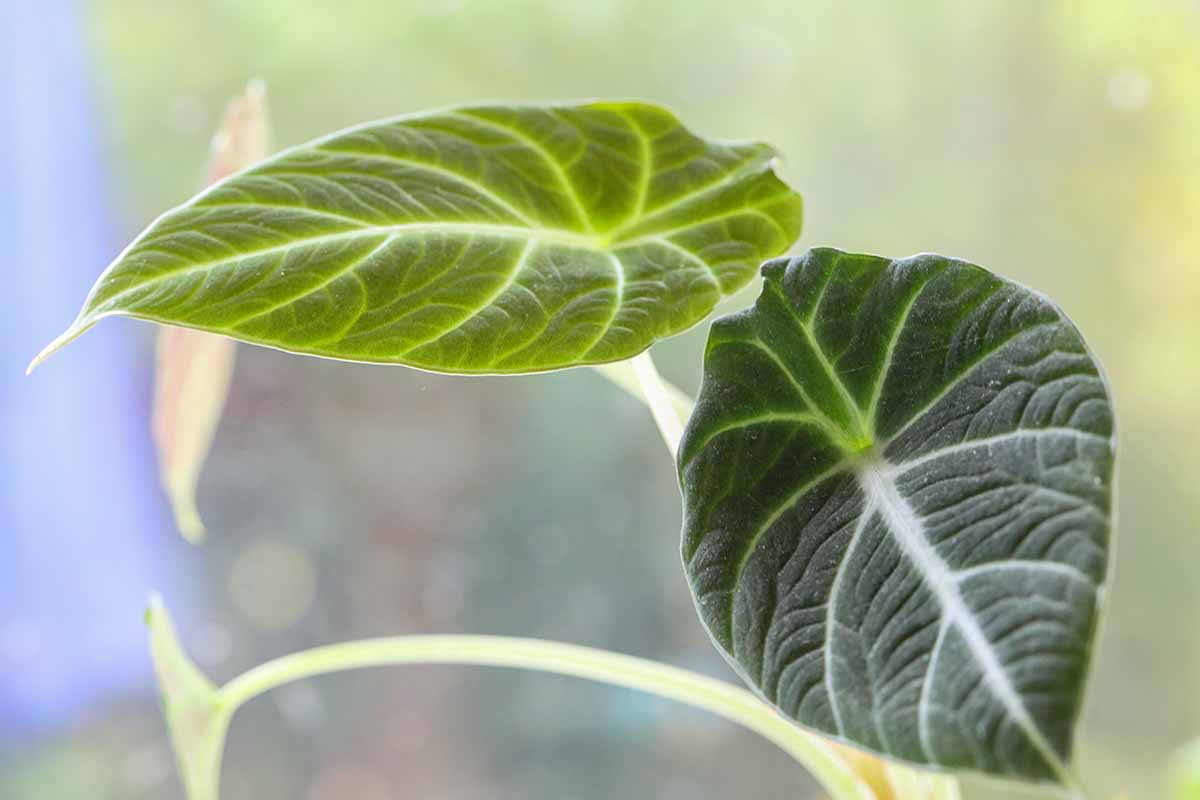 A close up horizontal image of the foliage of an Alocasia plant pictured on a soft focus background.