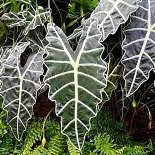 A square image of the variegated foliage of a black shield Alocasia plant growing outdoors.
