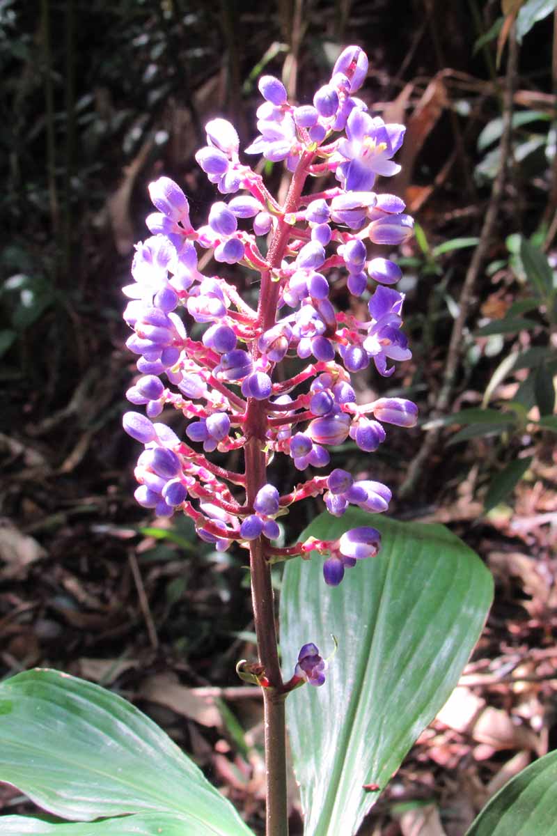 A vertical image of blue ginger (Dichorisandra thyrsiflora) flowers pictured in bright sunshine.