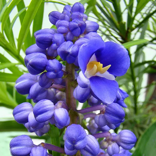 A close up square image of blue ginger (Dichorisandra thyrsiflora) with foliage in soft focus in the background.