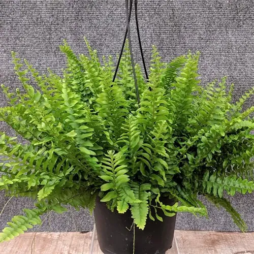 A square image of a Boston fern growing in a hanging pot.