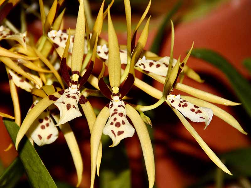 A close up horizontal image of Brassia arachnoidea (spider orchid) flowers pictured on a soft focus background.