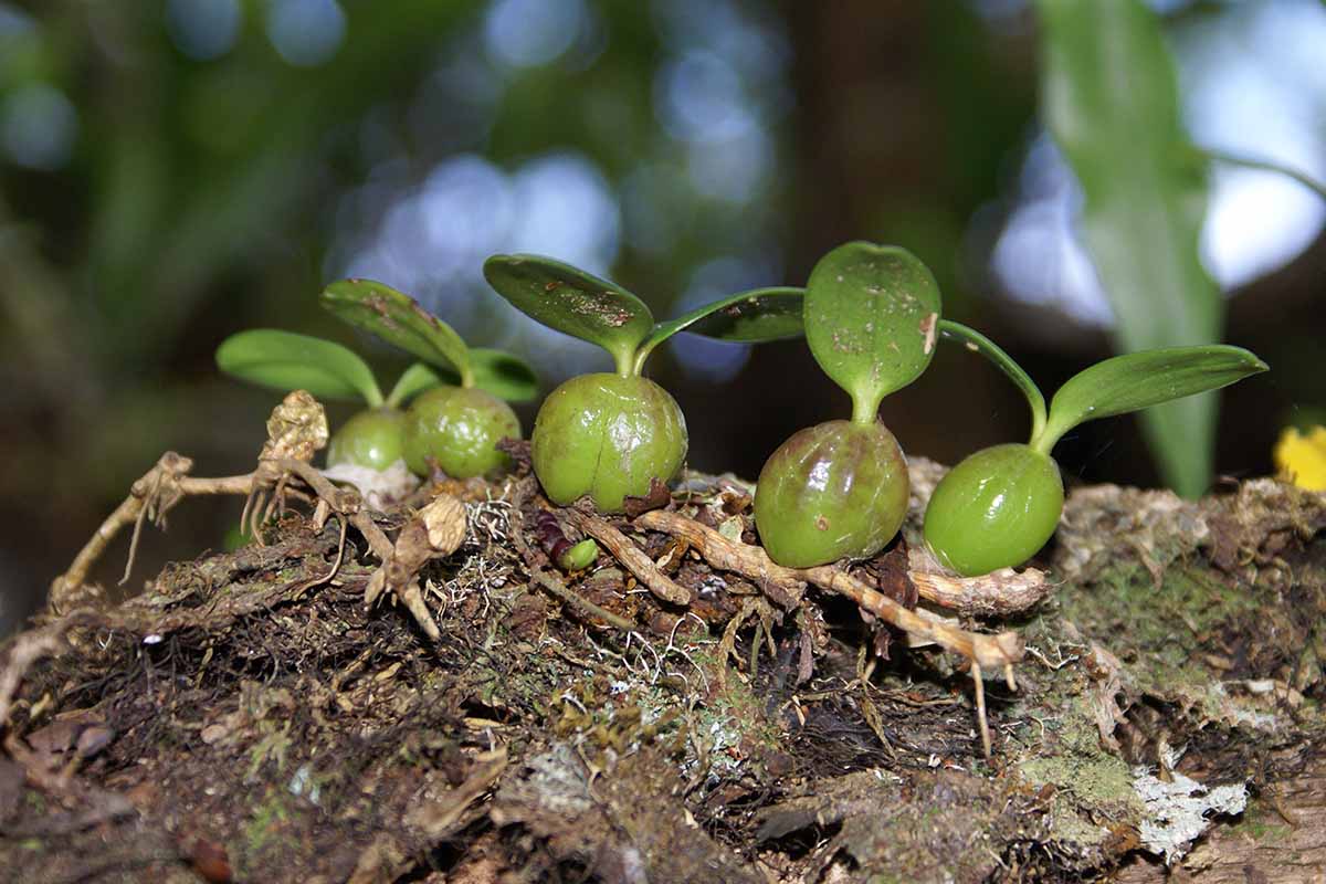A close up of the small pseudobulbs of Bulbophyllum nutans growing on a log pictured on a soft focus background.