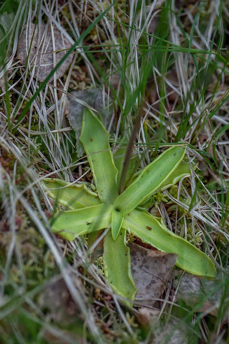 A vertical image of a small butterwort plant growing in the wild surrounded by grass.