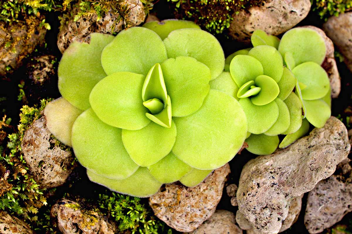 A close up horizontal image of carnivorous butterwort plants growing in a rockery.
