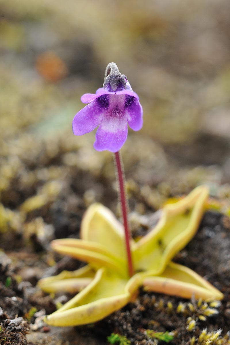 A vertical image of the purple flower of a butterwort plant pictured on a soft focus background.