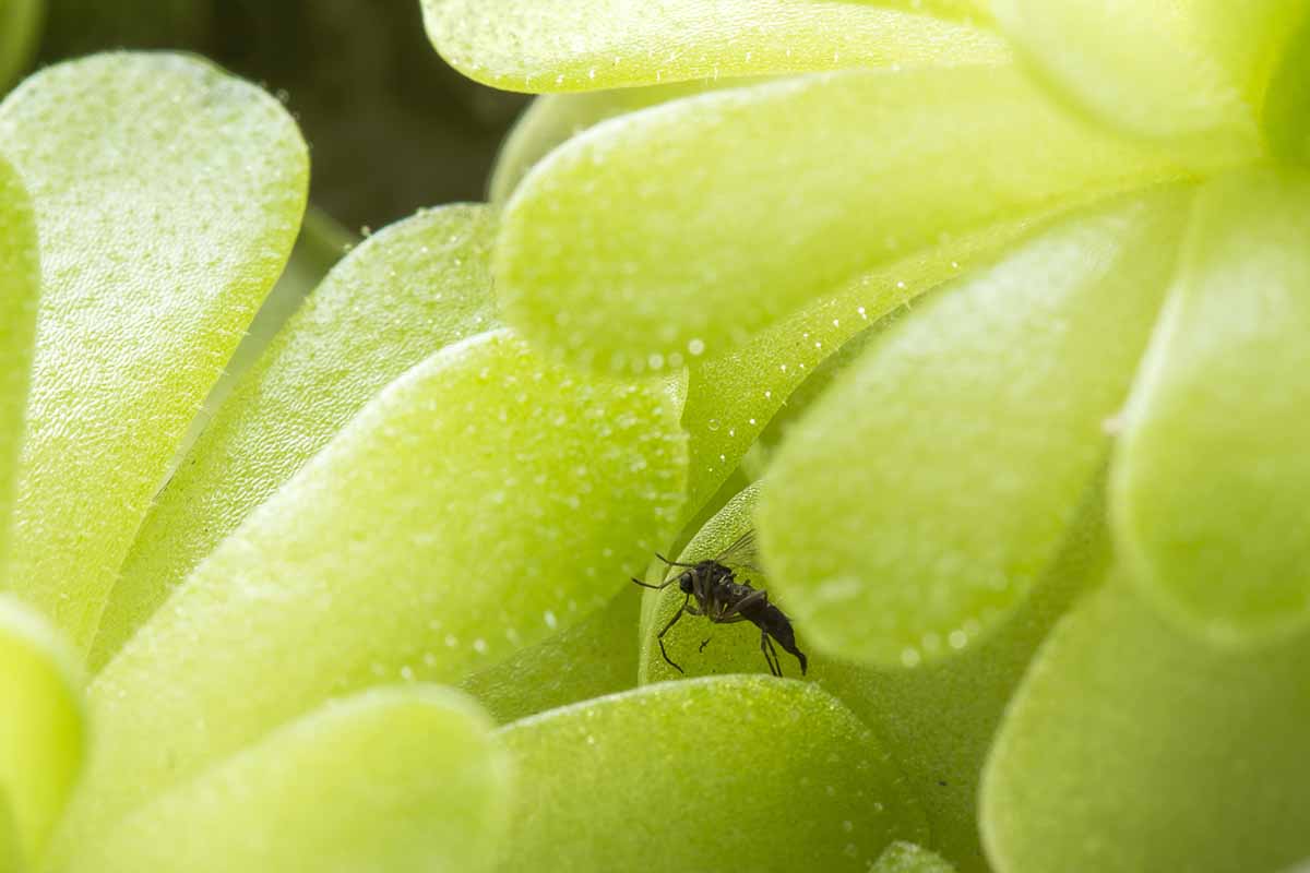 A close up of the foliage of an insectivorous plant with a trapped insect.