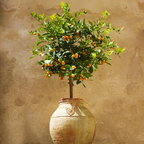 A square image of a calamondin orange tree growing in a large decorative urn pictured in light sunshine.